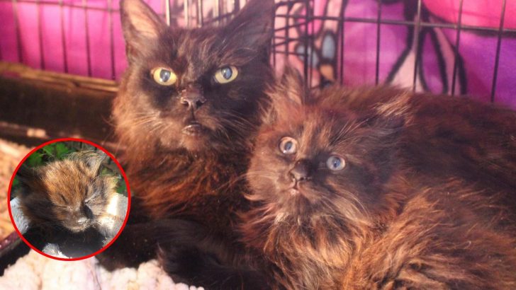 Sanctuary’s Rescue Turns Dramatic When They Find A Tiny Kitten Separated From His Mother