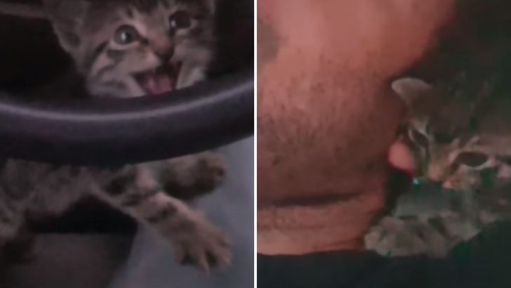 Stray Kitten Found Its Way Into A Man’s Car Asking For Help But Then Something Amazing Happened