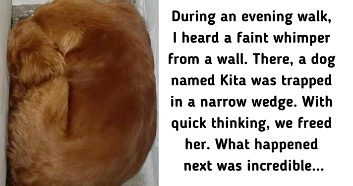 Fearful Dog Finds Safety and Love After Rescuers Discover Her Wedged Between Walls