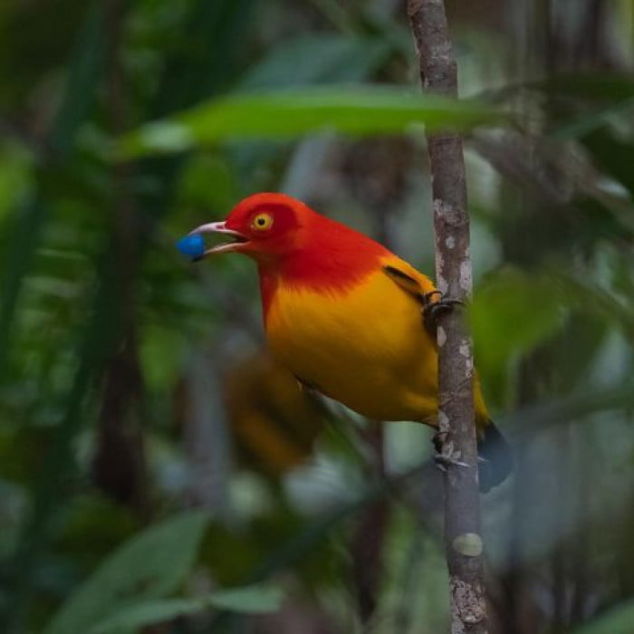 Meet The Flame Bowerbird With Colors Of Fire And An Amazing Dance Performance