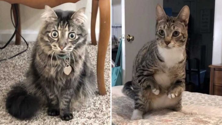 Woman Opens Her Heart To Four Special Needs Cats Each With A Unique Background