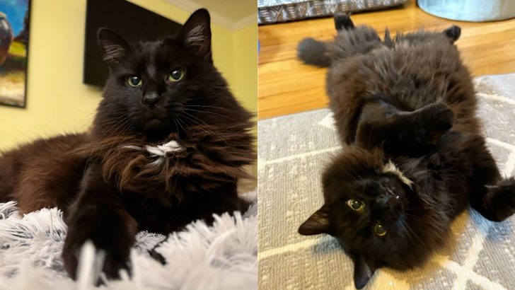 This Giant Black Cat Was Unwanted For His Scary Look But Just See How He Proved Everyone Wrong