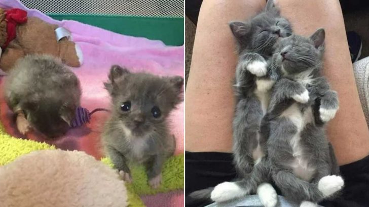 Family Buys A Boat And Soon Discovers It Comes With Two Unexpected Furry Residents