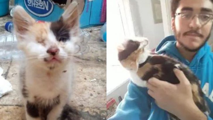 Deaf And Blind Kitten Rescued By A Kind-Hearted Man Gets Her Chance At Happiness