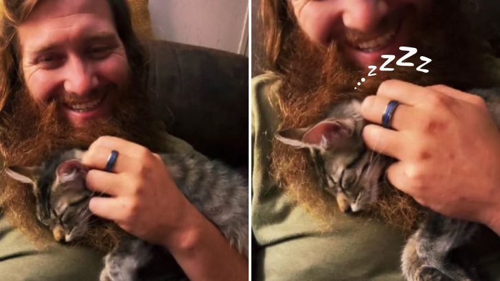 Tiny Abandoned Kitten Finds A Comfy Sleeping Nest In The Beard Of Her Rescuer