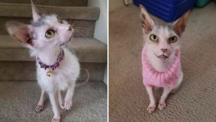 Kitten Deemed Too Ugly Finally Finds A Loving Home With A Woman Who Saw Her True Beauty