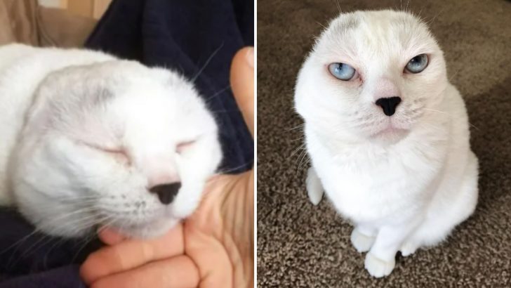 Earless Cat No One Wanted To Adopt Finally Gets A New Chance In Life