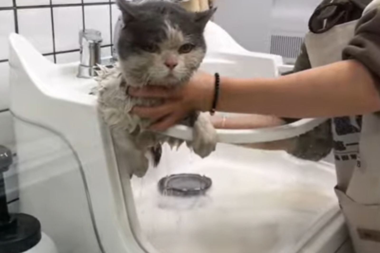 a cat being bathed