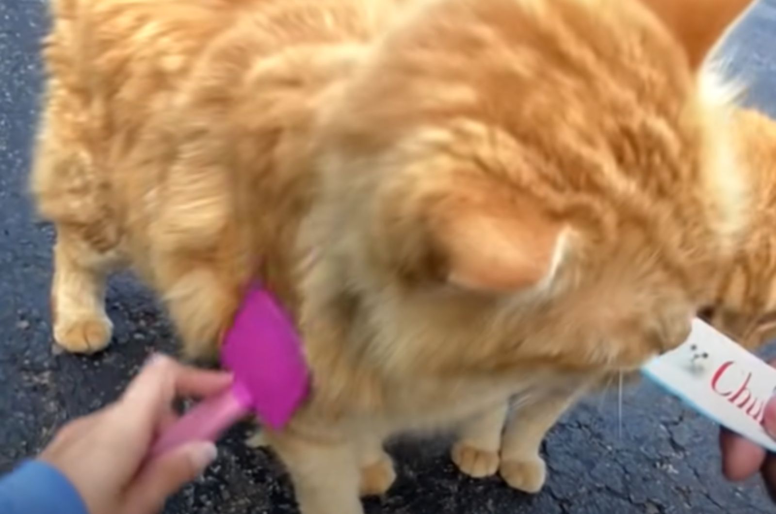 a cat getting brushed