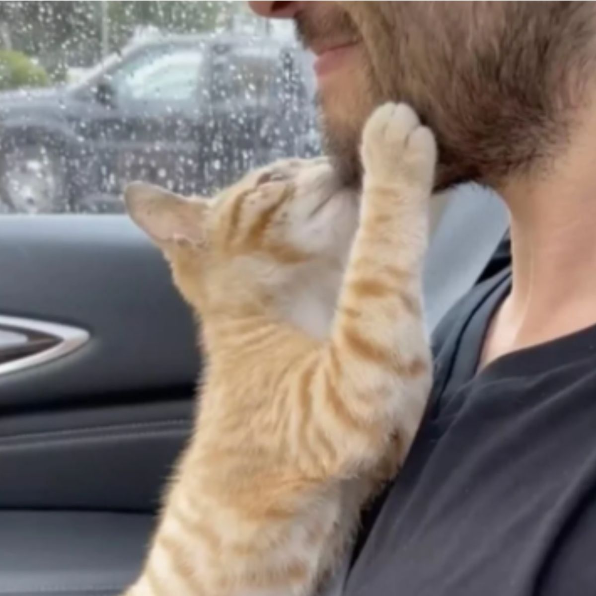 a cat grabing mans beard