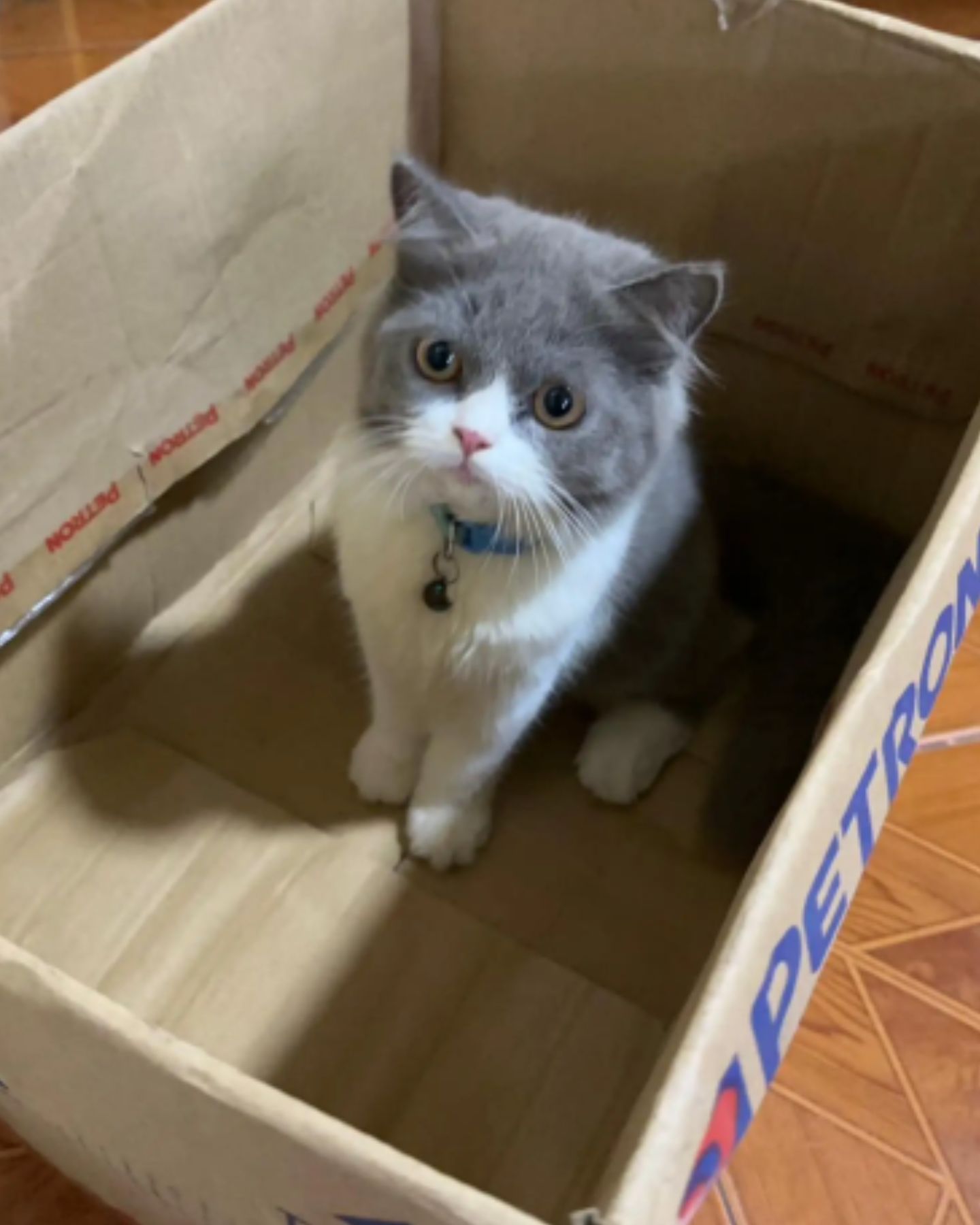 a cat in the box