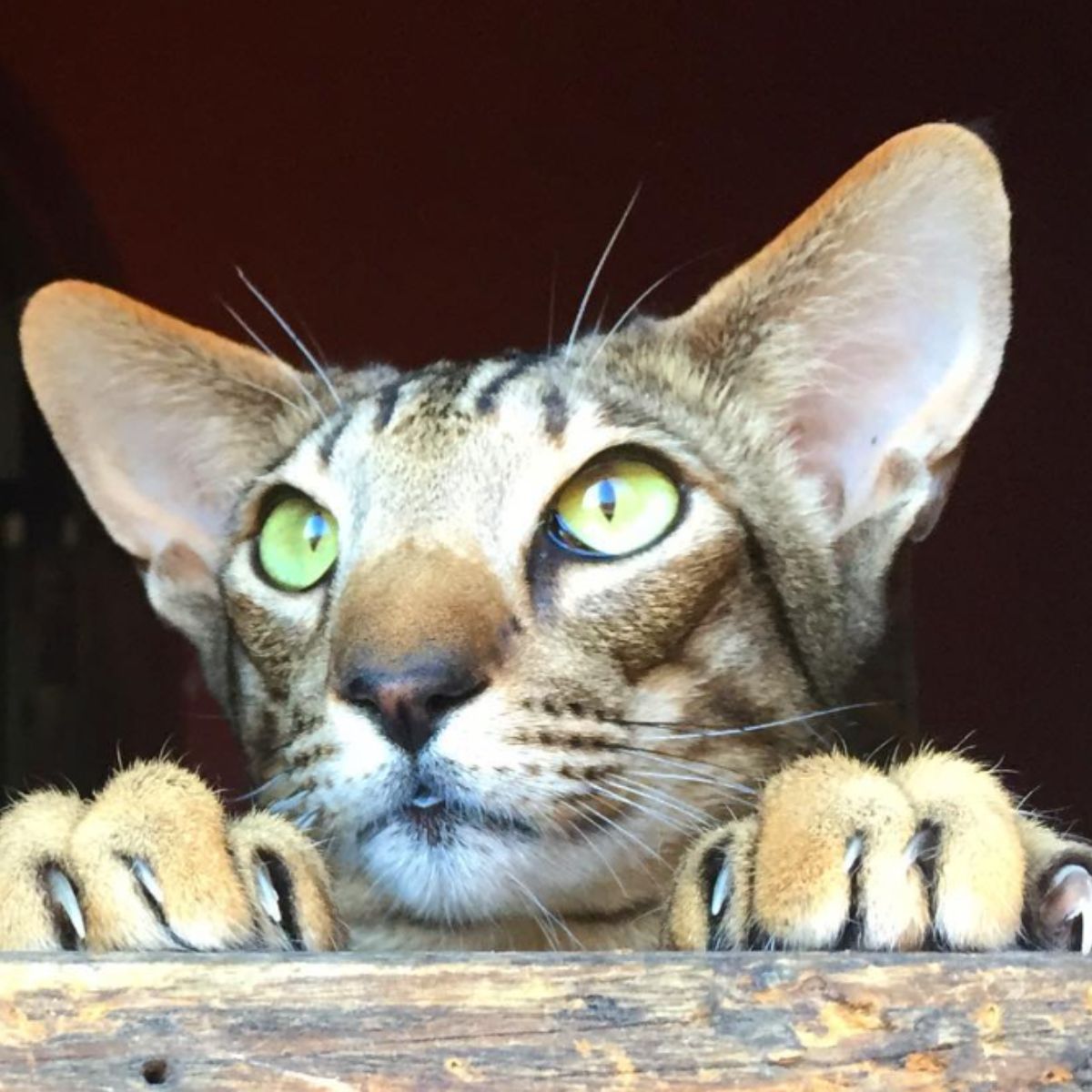 a cat with big ears