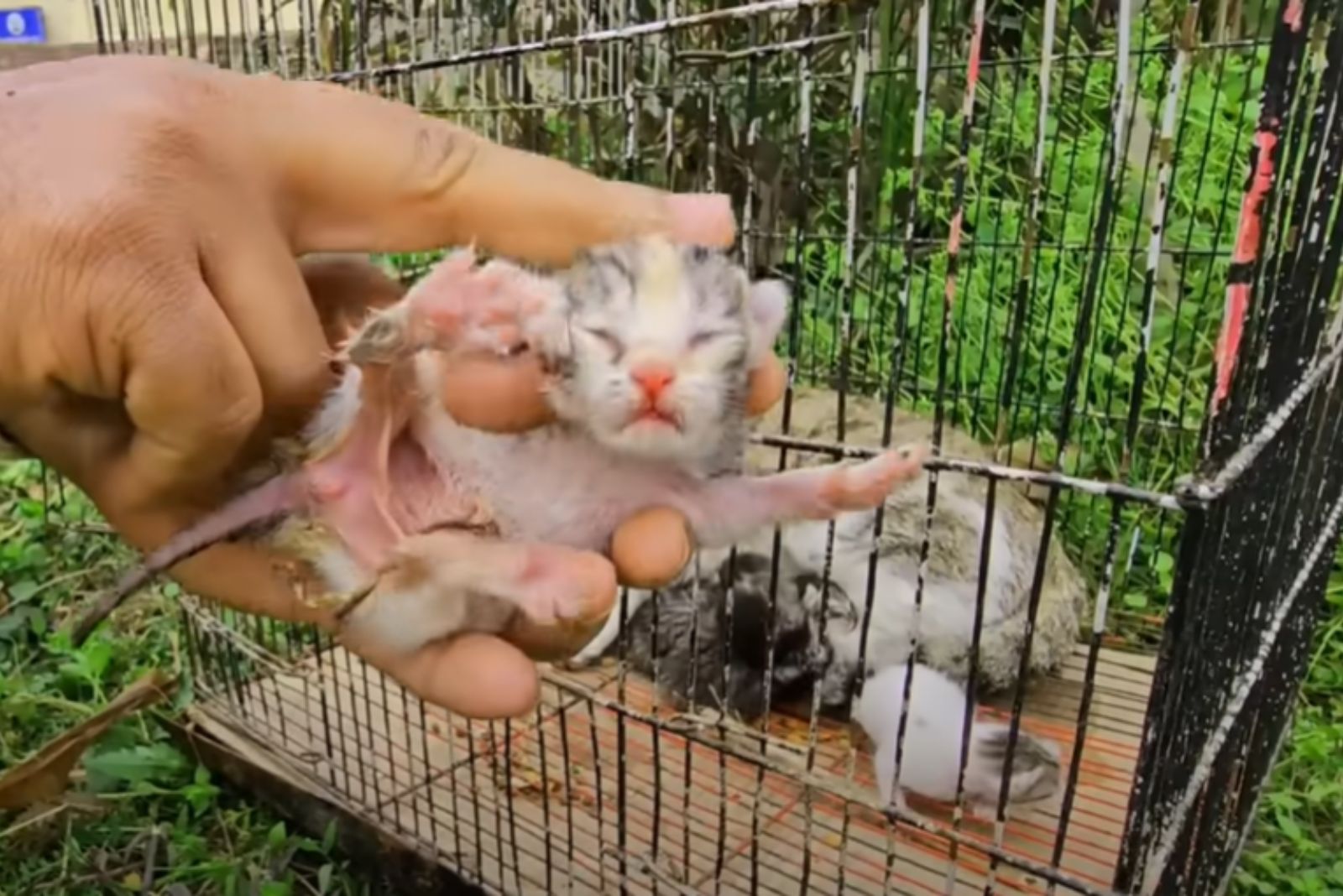 a man holds tiny kitten