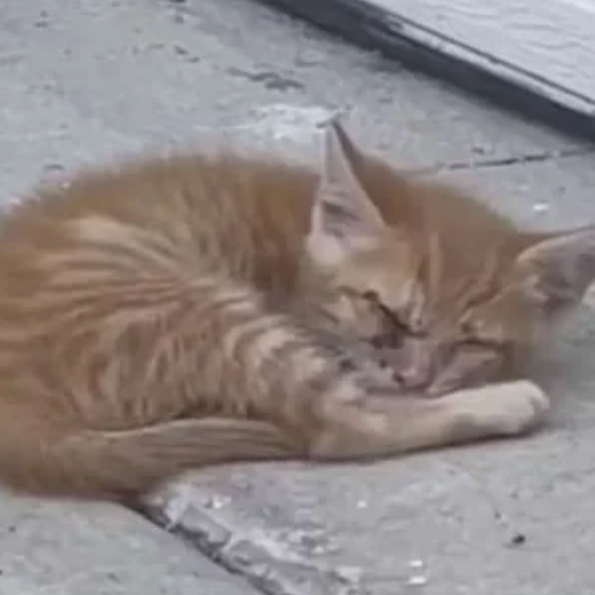 abandoned cat sleeps on the street