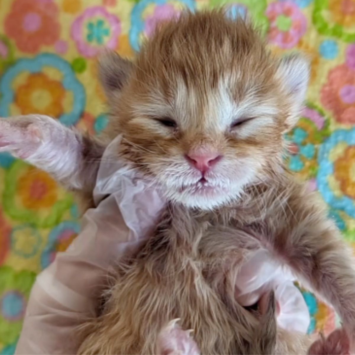 adorable ginger kitty