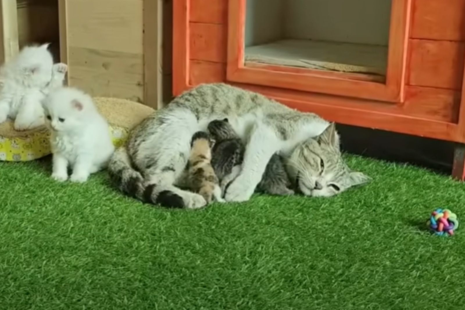 adorable mama cat with her babies