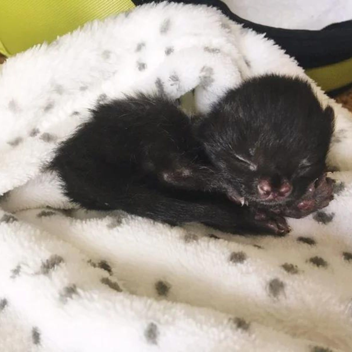 black newborn puppy