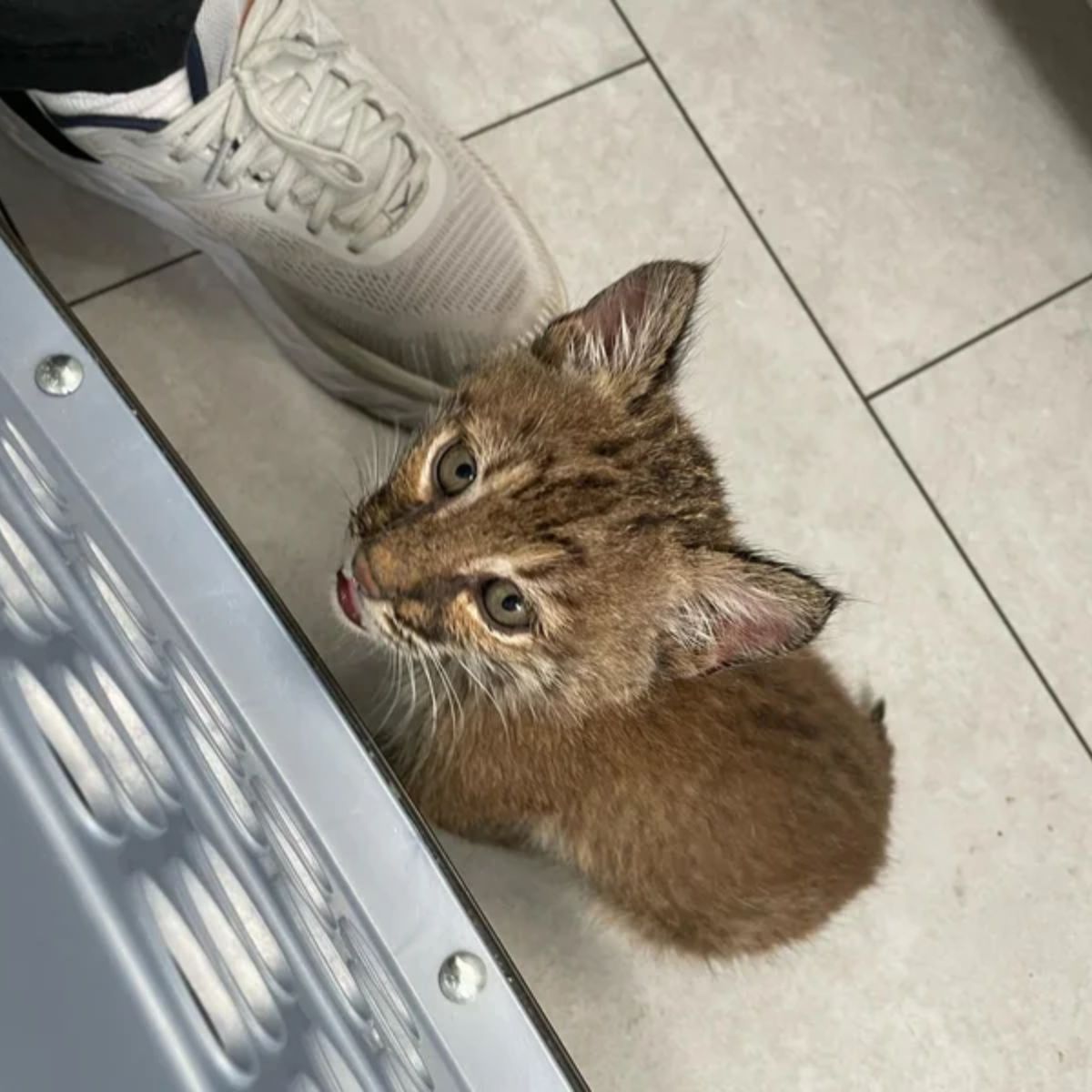 bobcat kitten