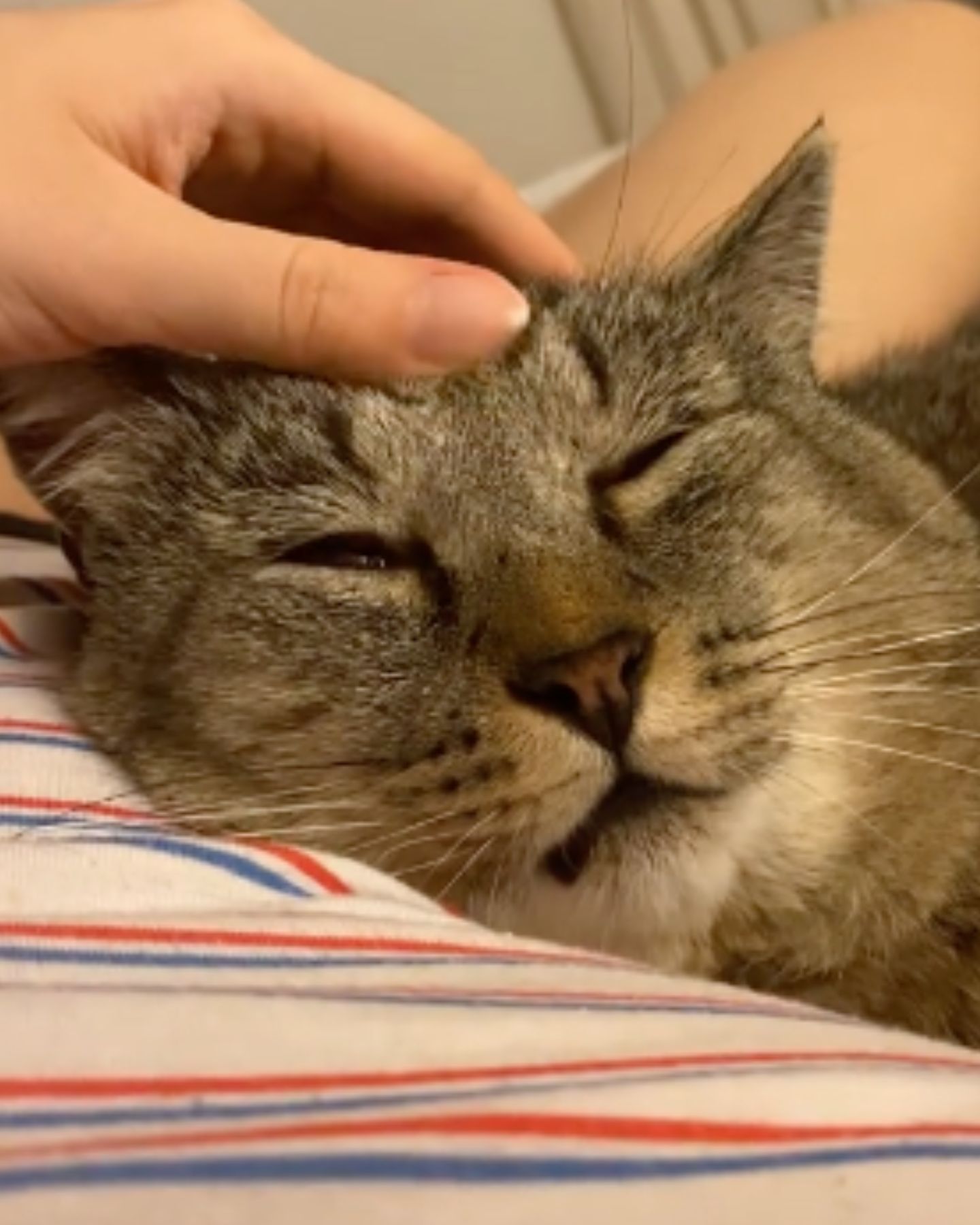 bobcat sleeping