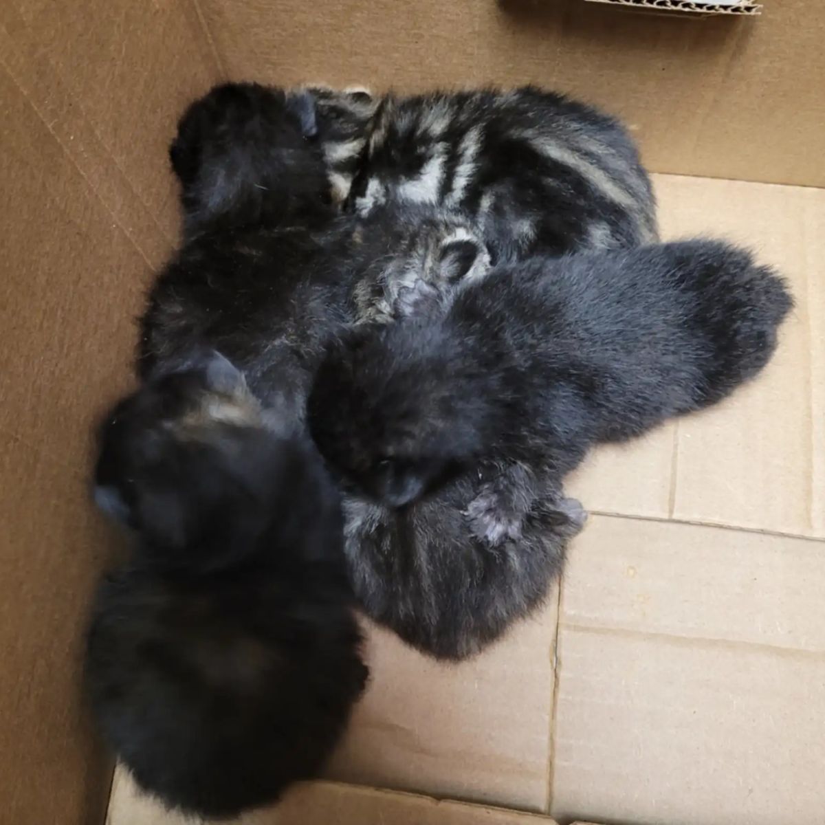 bunch of kittens