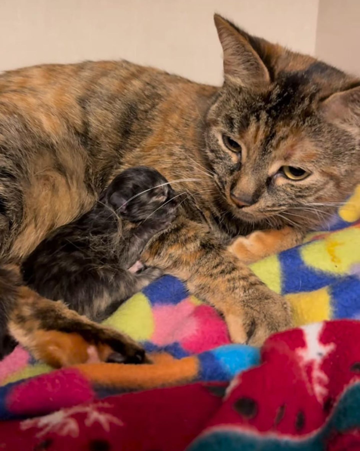 cat and black kitten