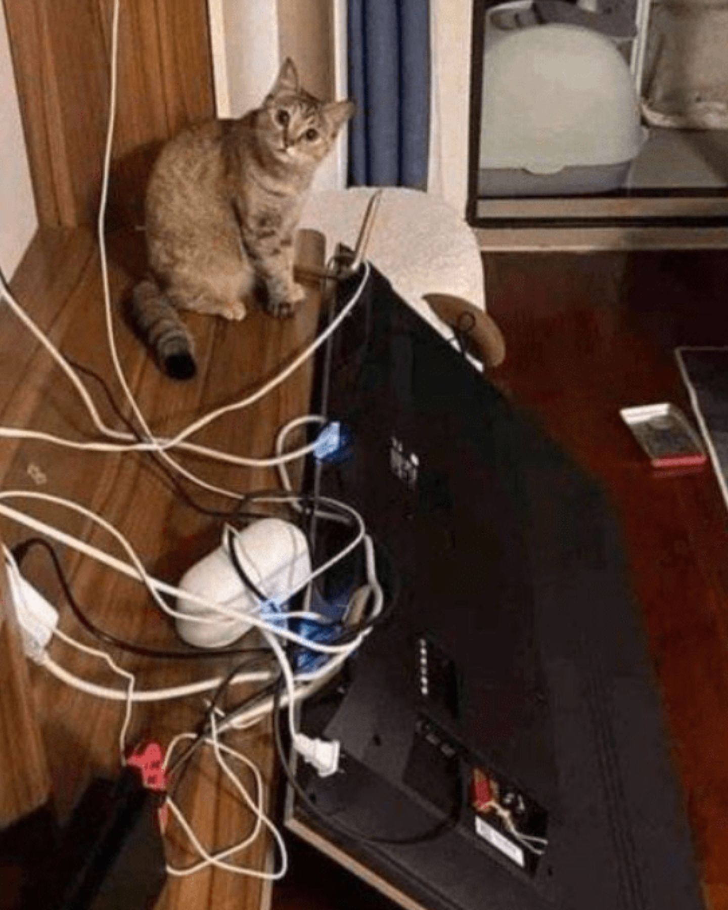 cat and broken TV