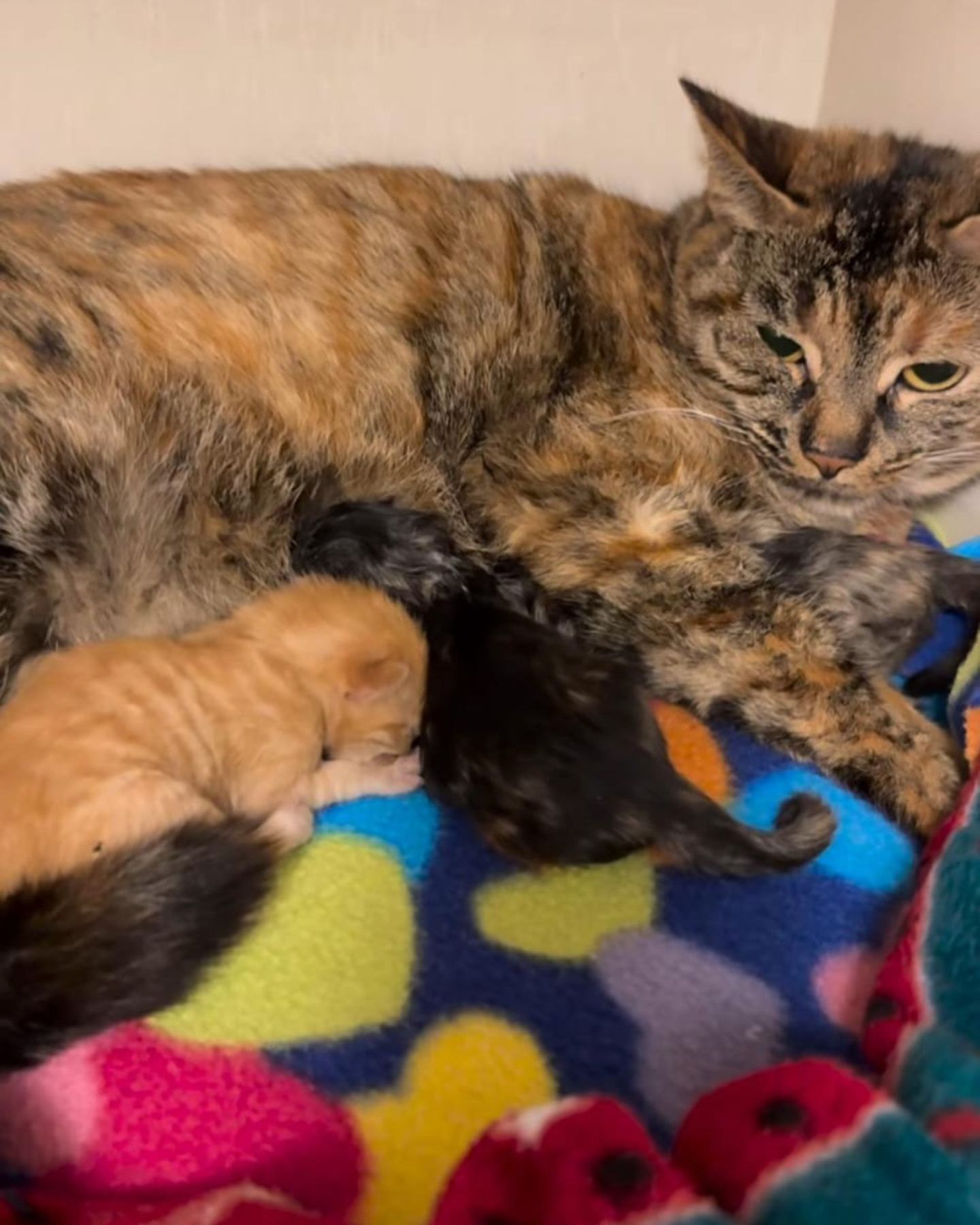 cat and two kittens