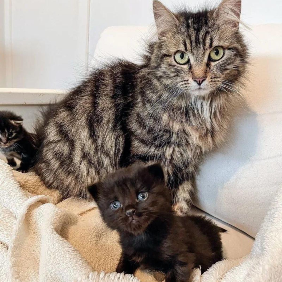 cat and two kittens