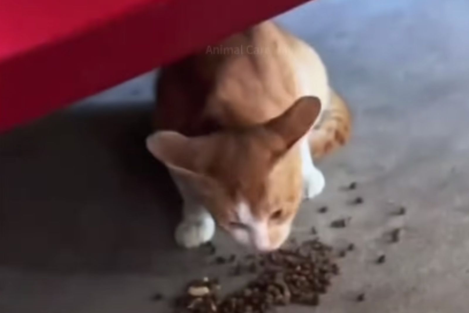 cat eating off the floor