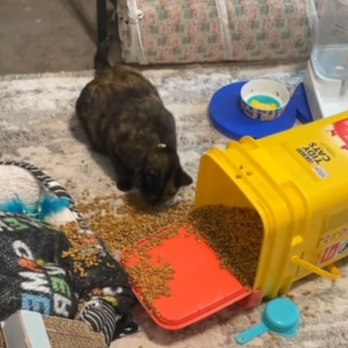 cat eating off the floor