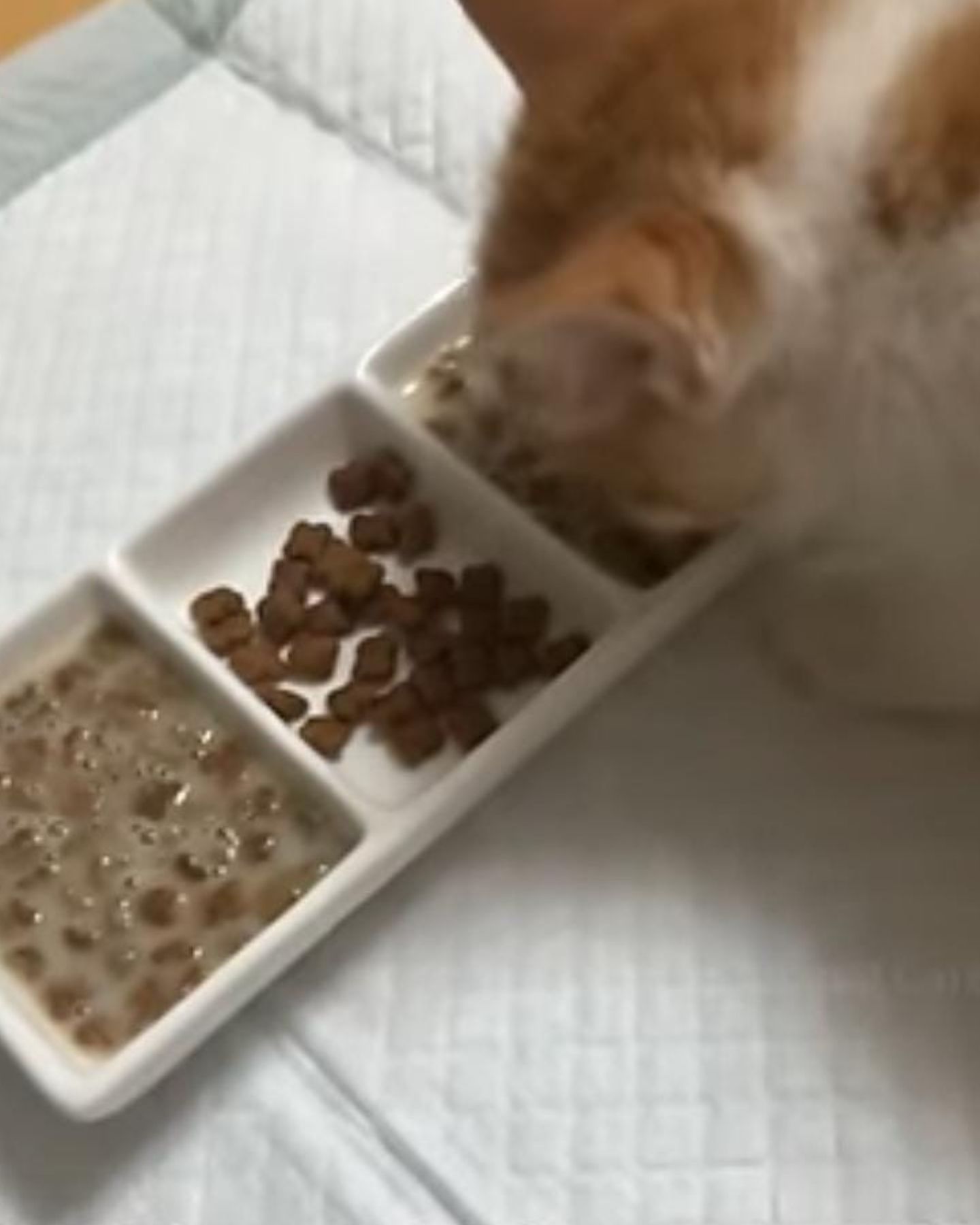 cat eats from bowl