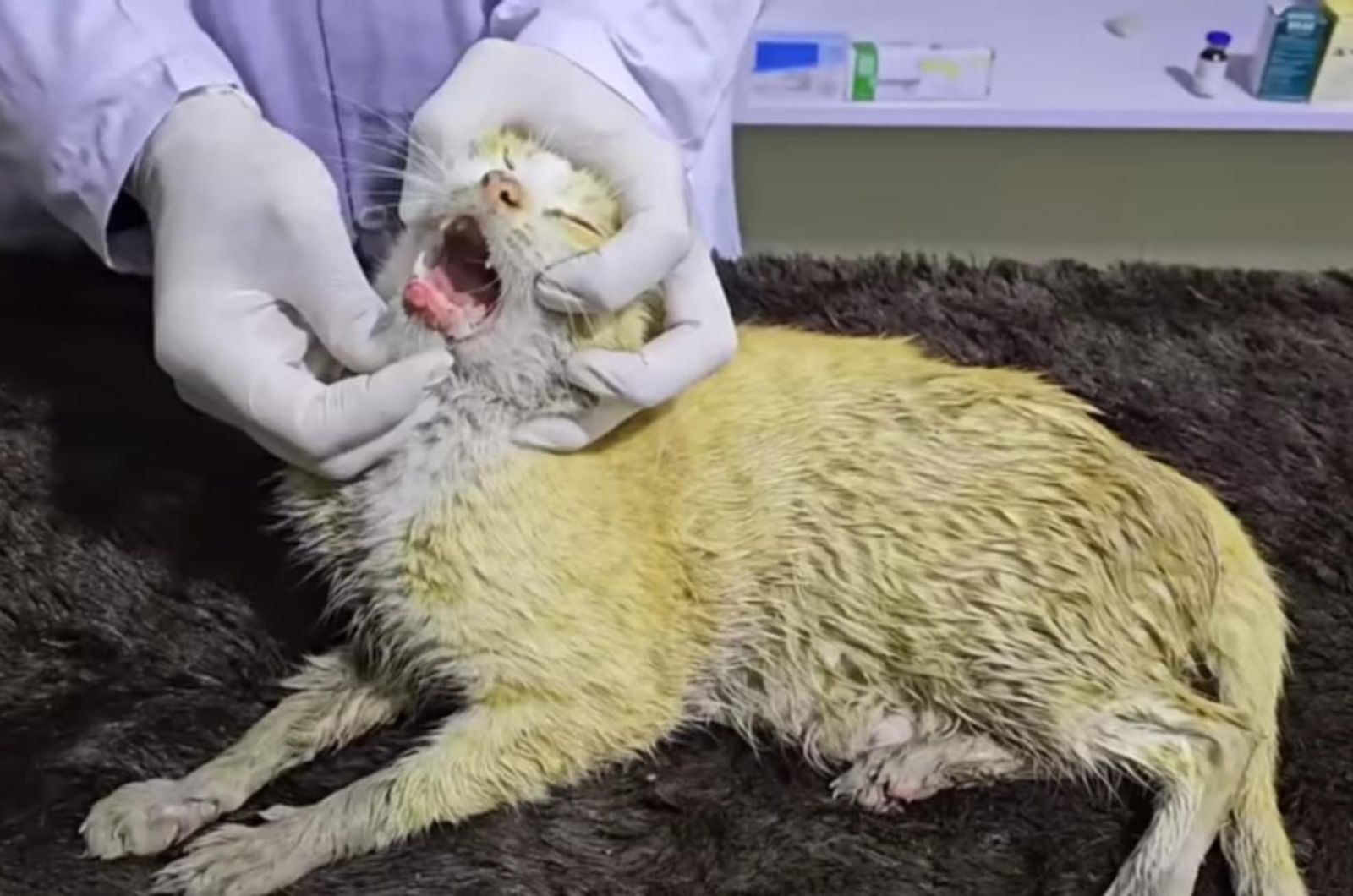 cat getting examined