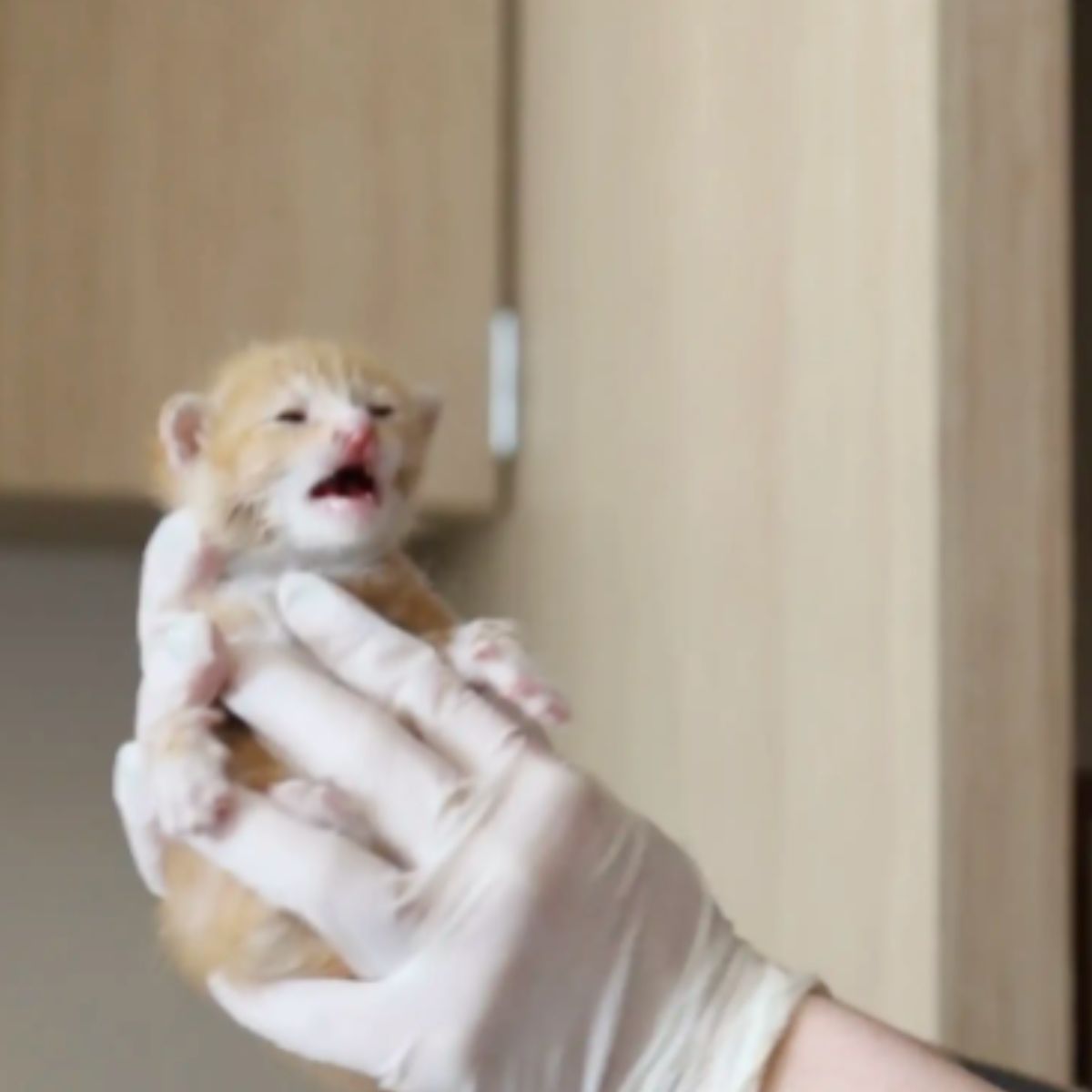 cat held in hands