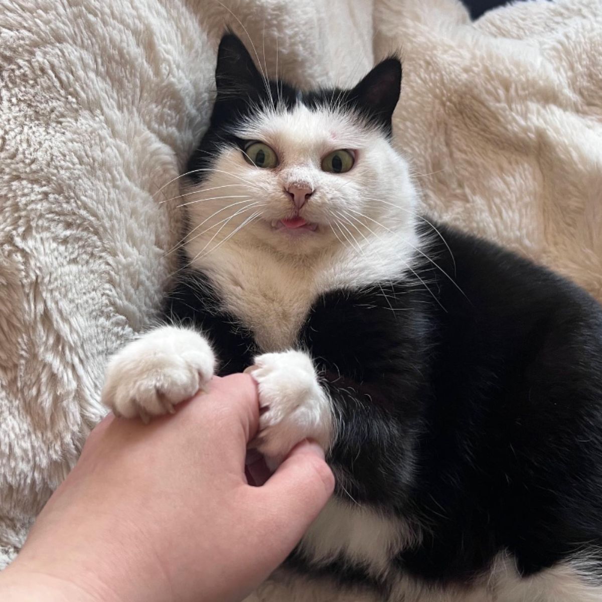 cat holding human hand