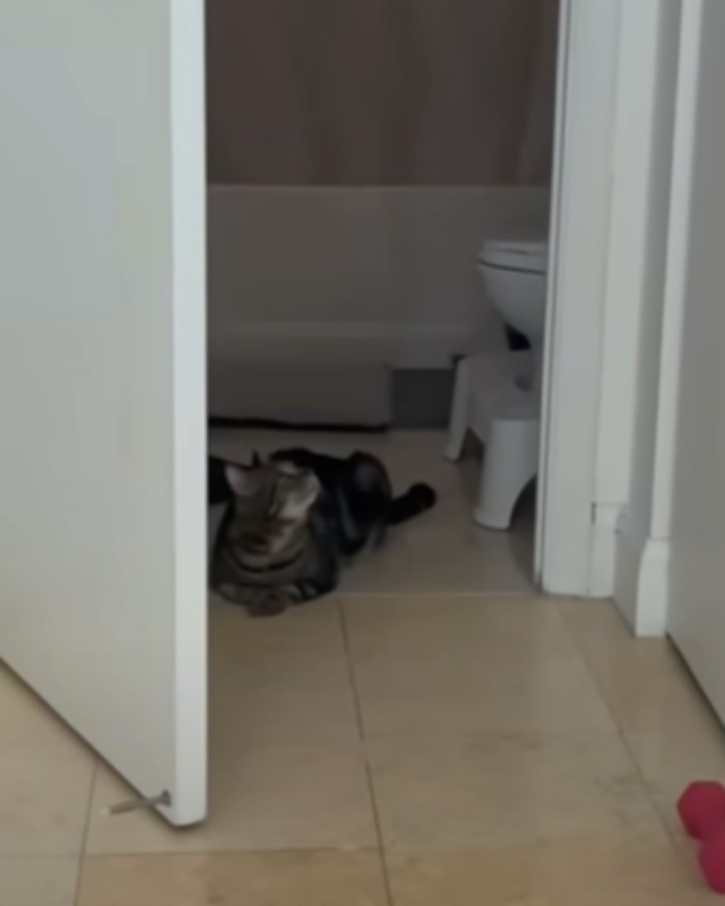 cat in bathroom