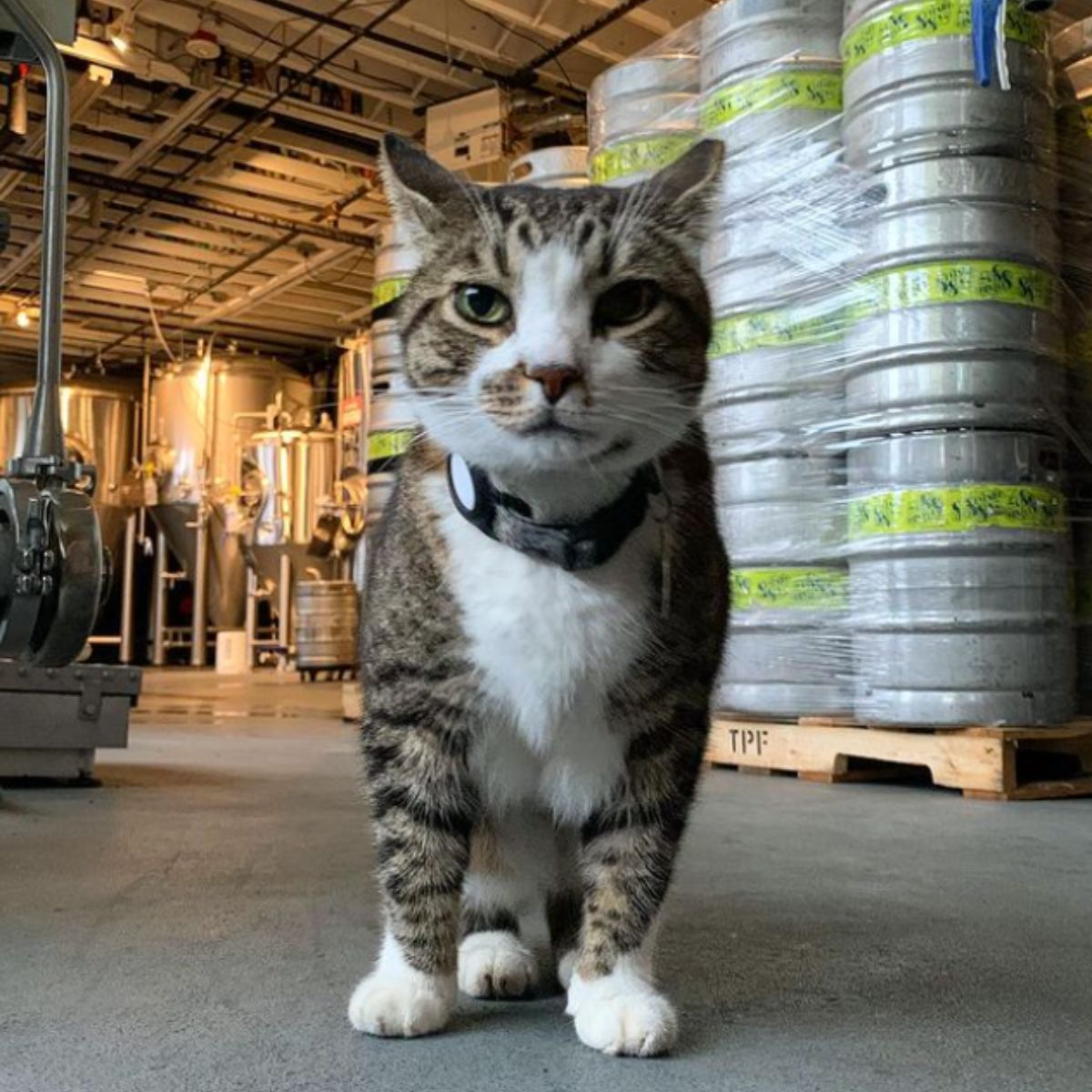 cat in stock