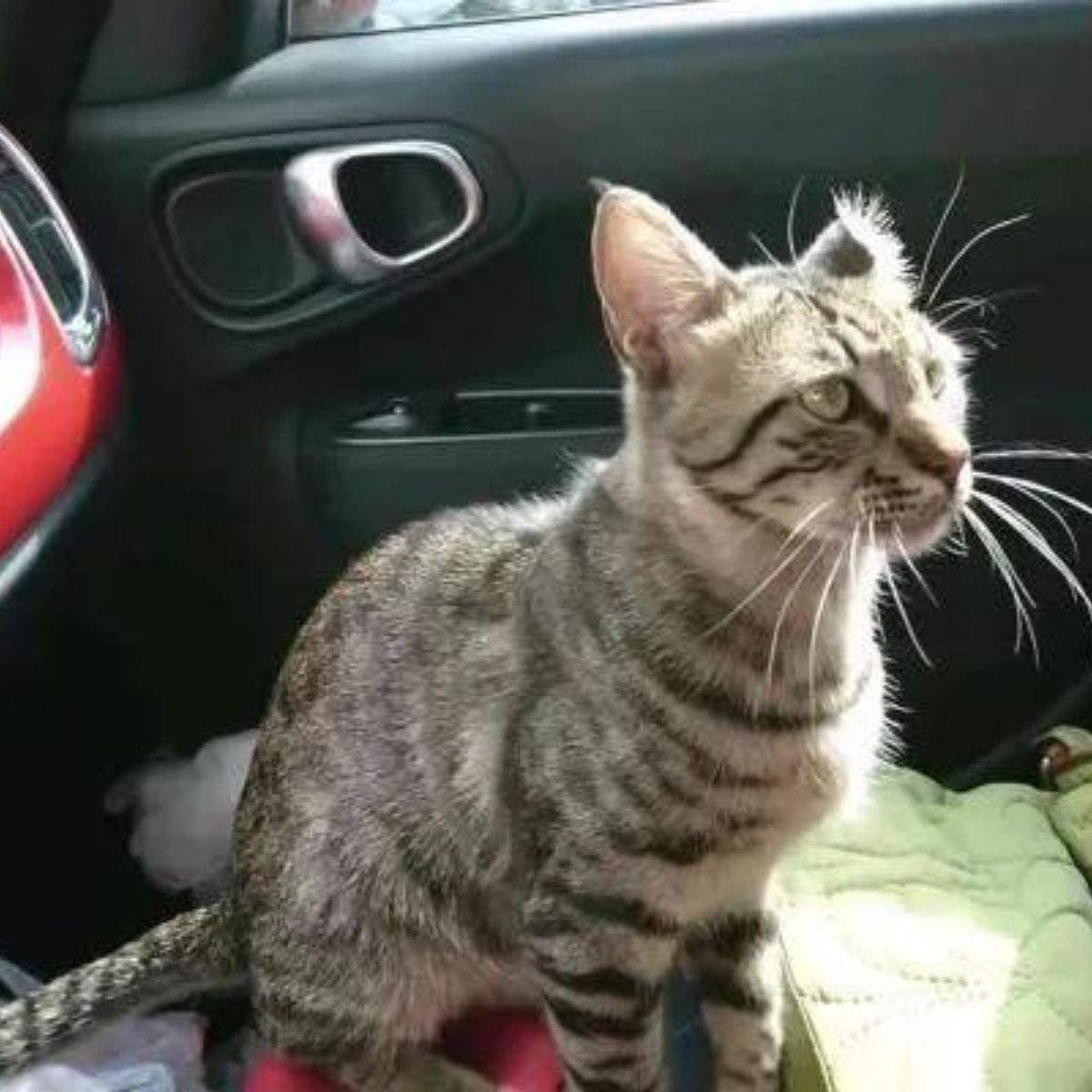 cat in the car