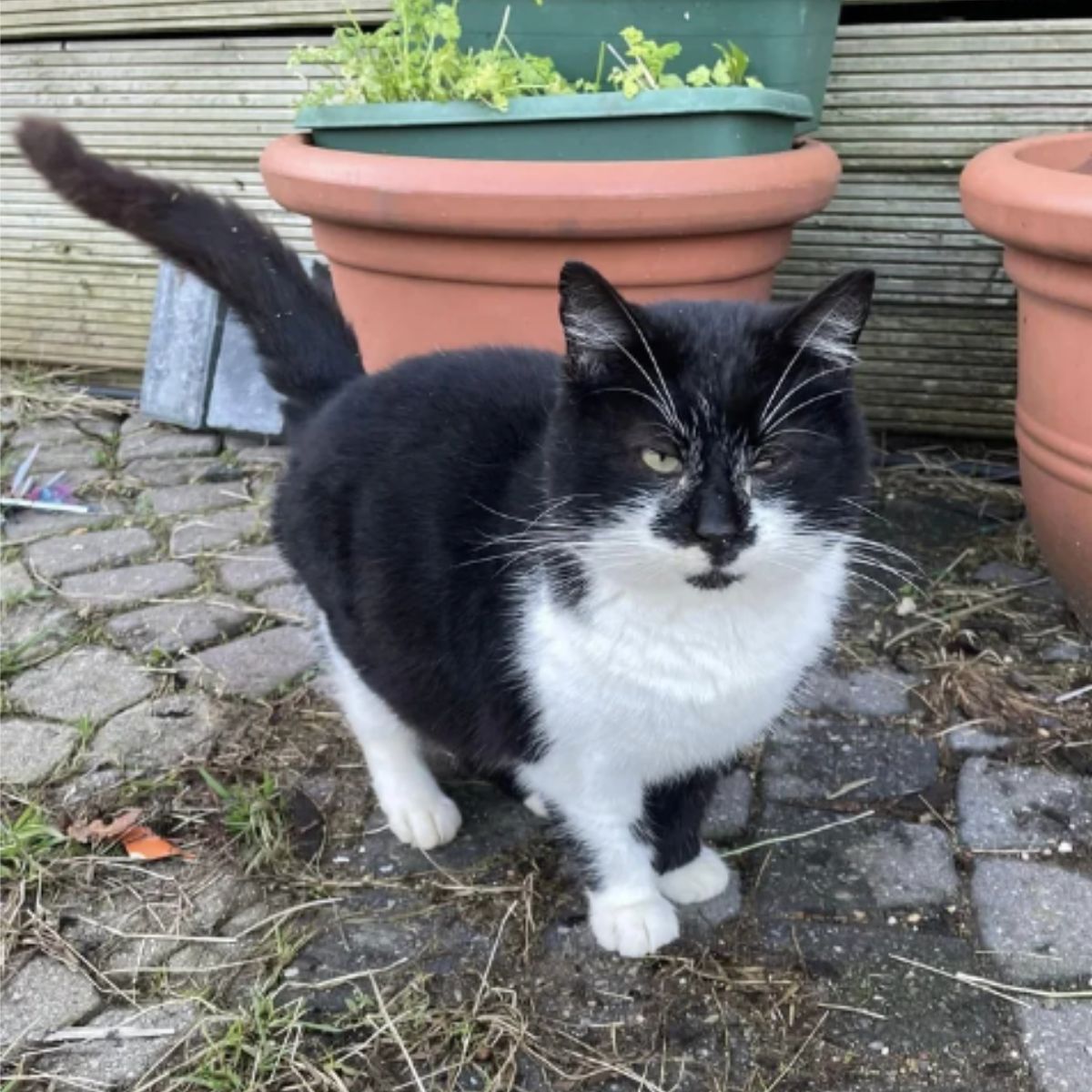 cat in the yard