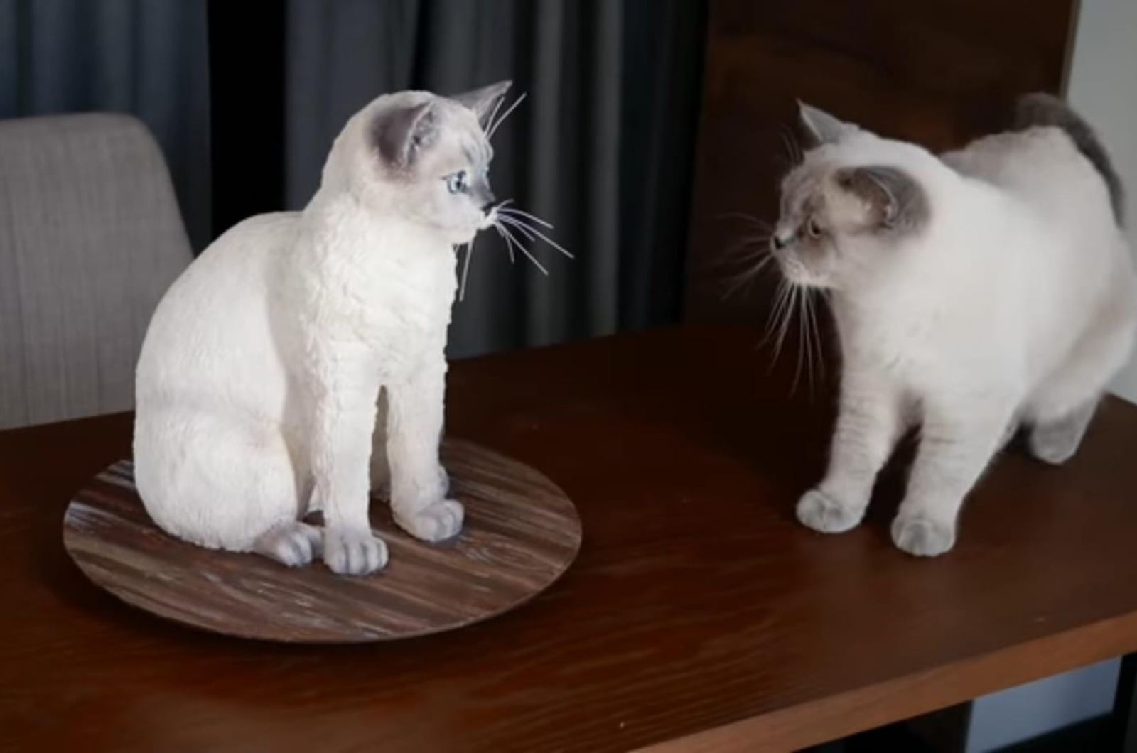 cat looking at cat shaped cake