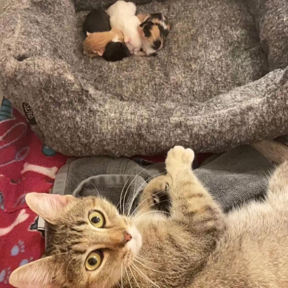 cat lying close to kittens