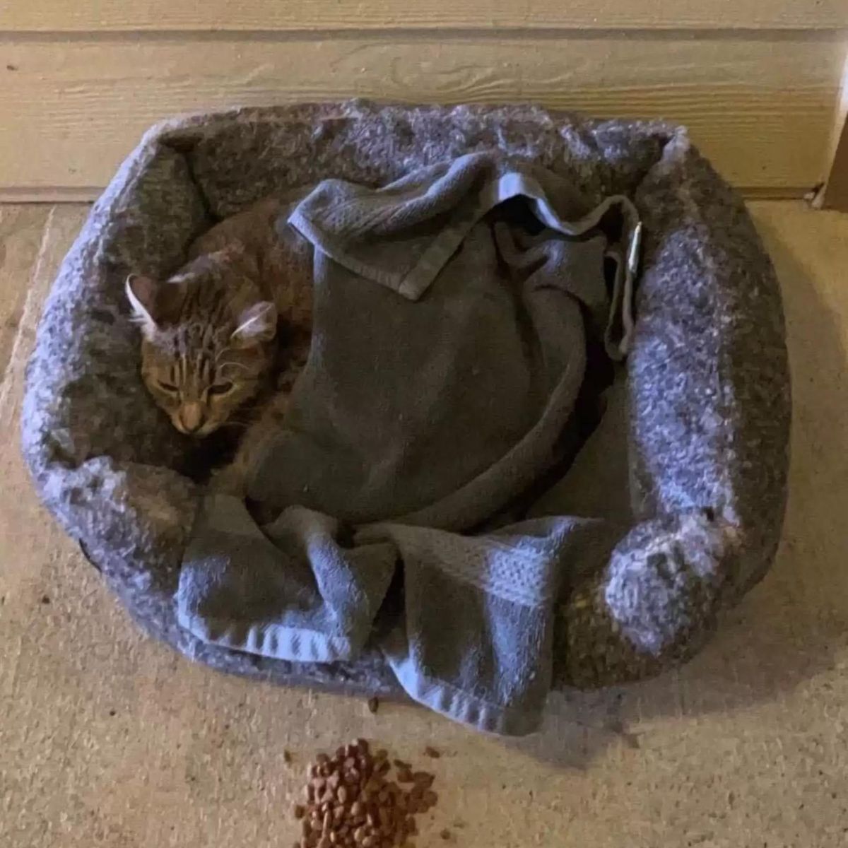 cat lying covered with blanket