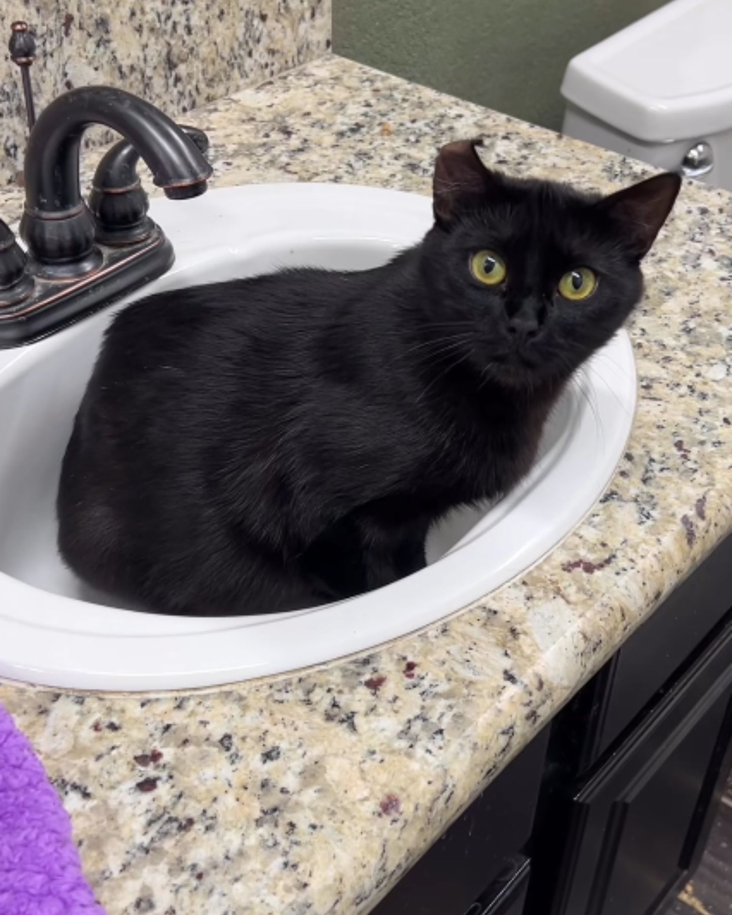 cat lying in a sink