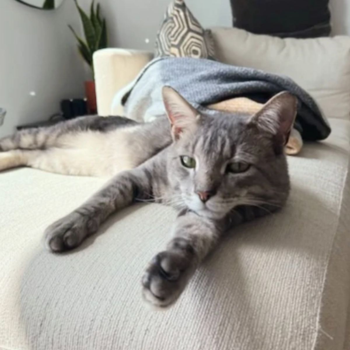 cat lying on couch