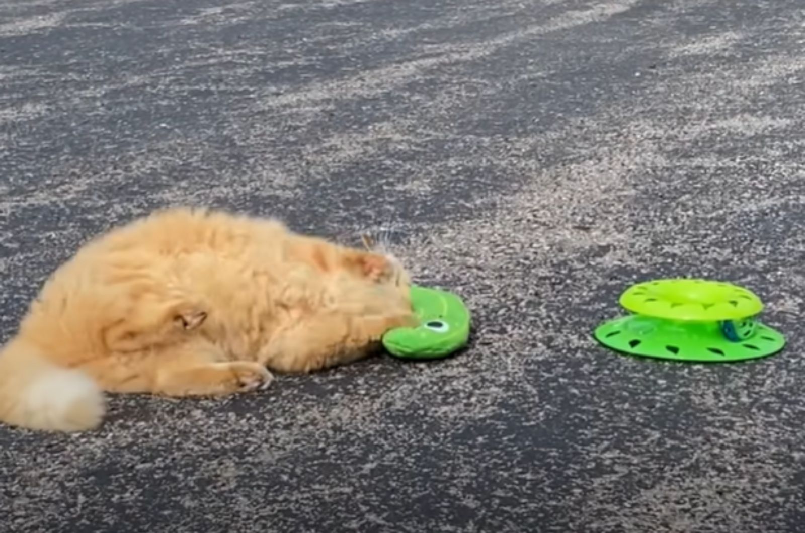 cat lying with green toy