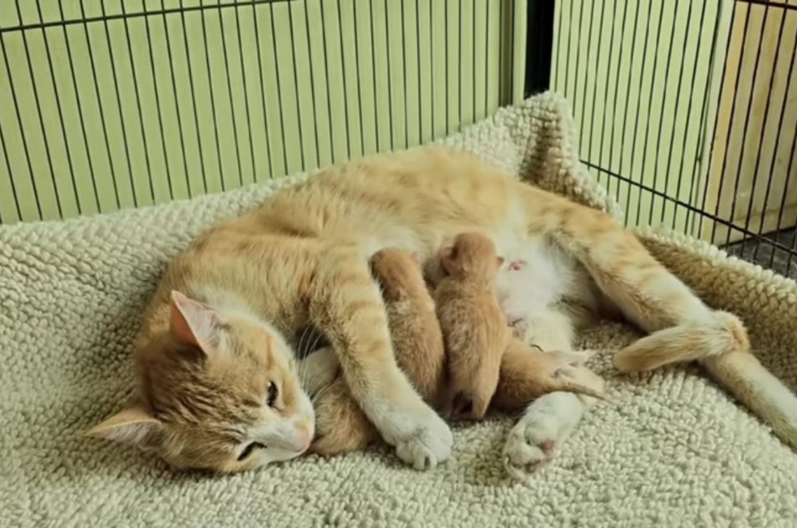 cat nursing kittens