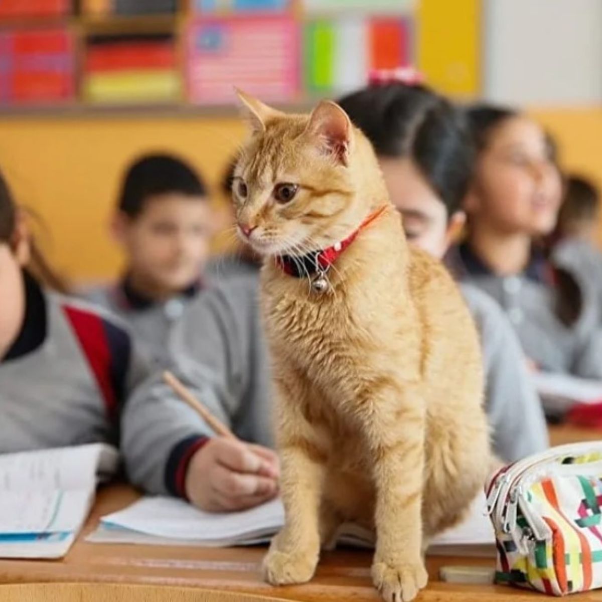 cat on table