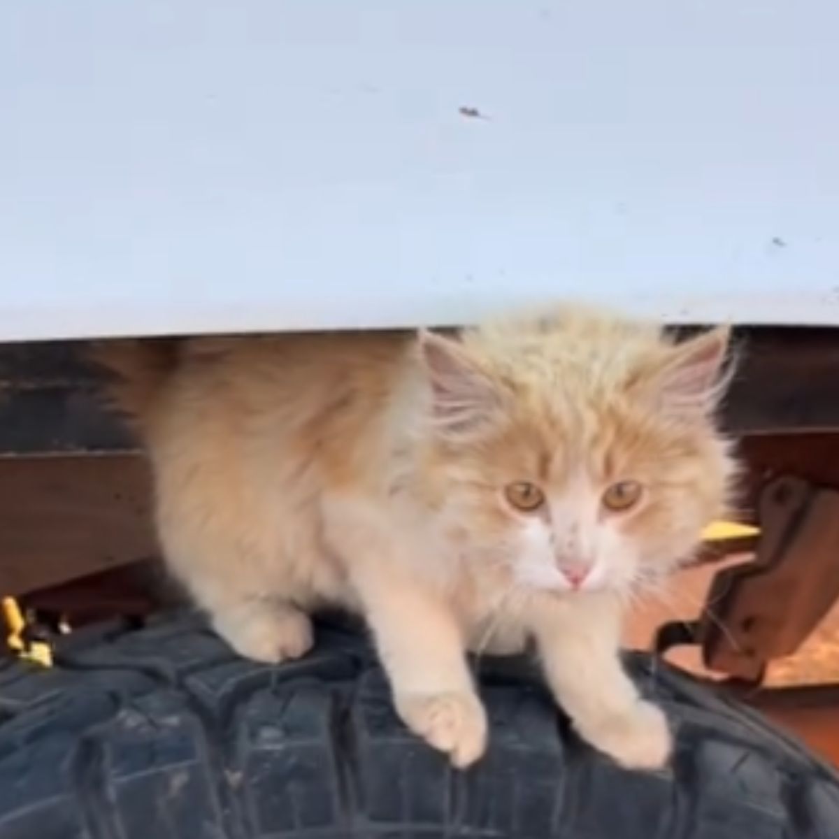 cat on tire