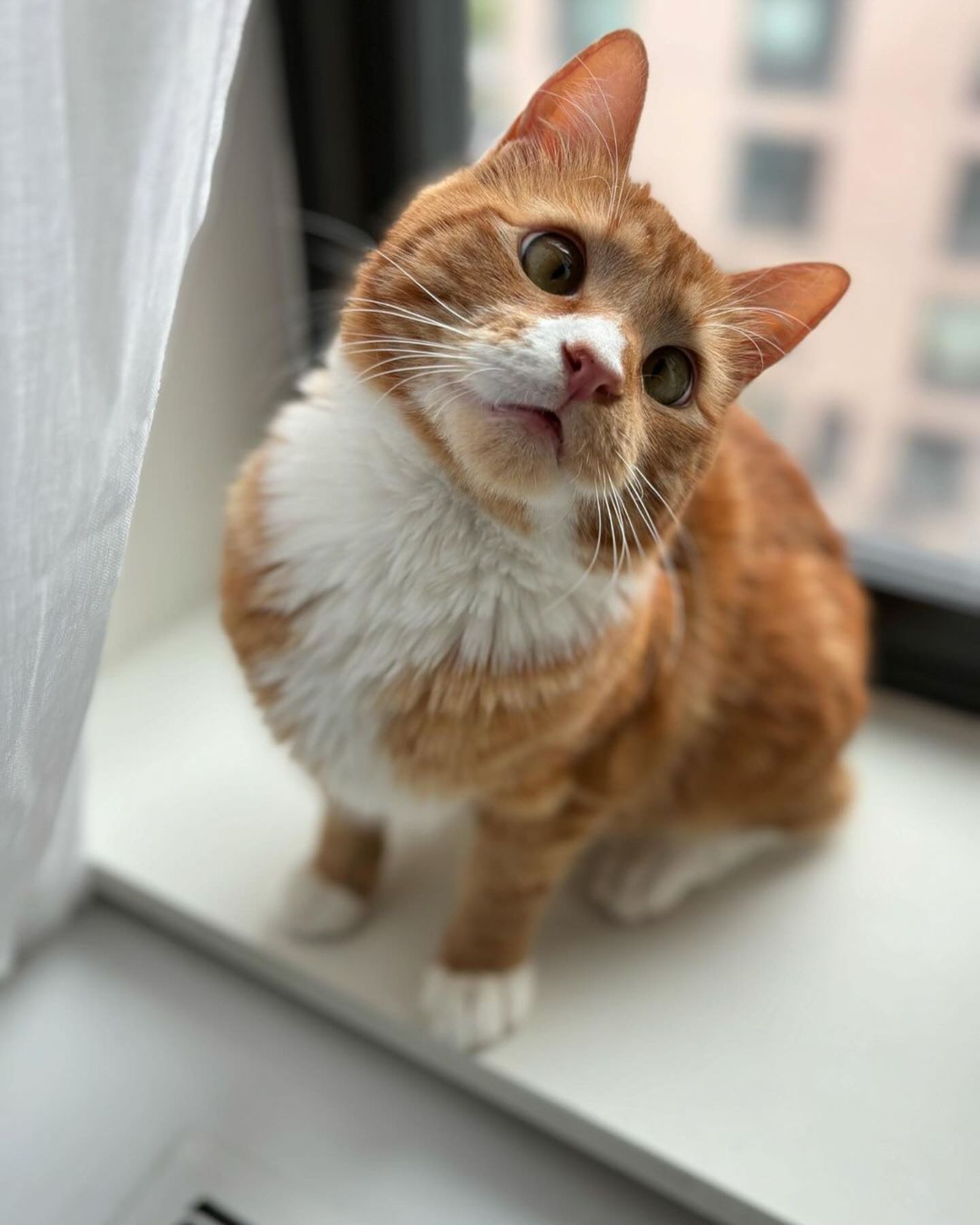 cat on window sill