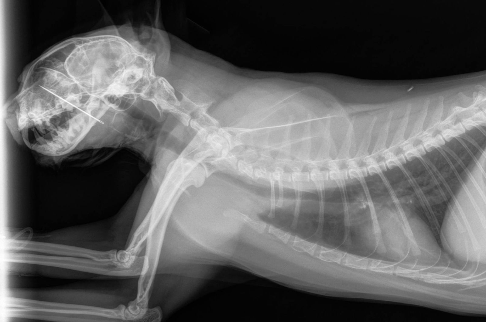 cat on xray