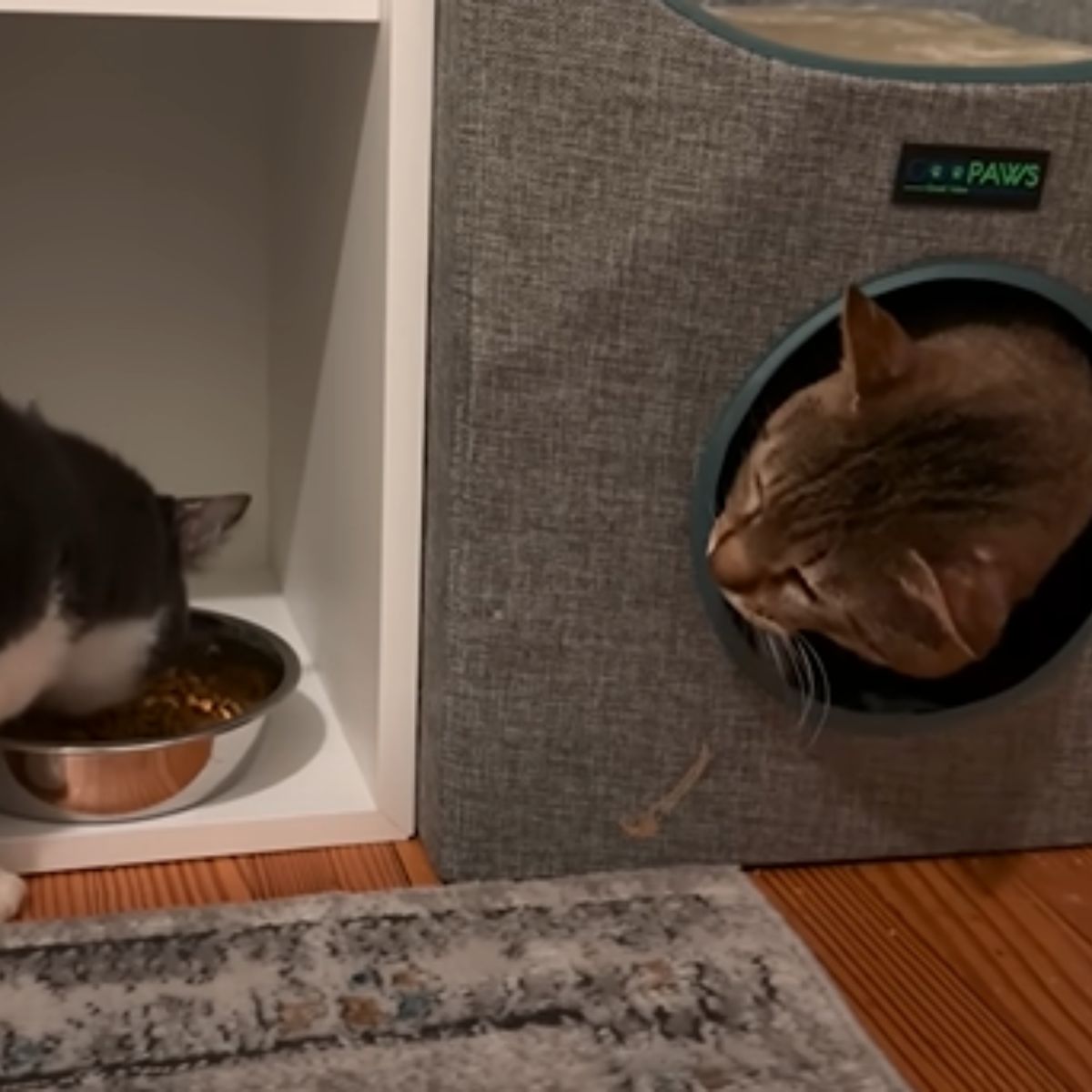 cat peeking from the box on another cat